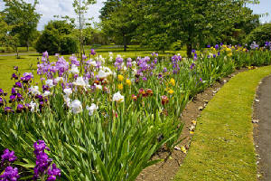 garden2.jpg