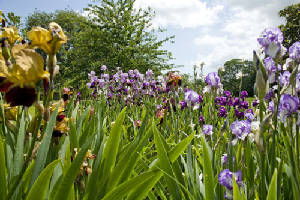 garden3.jpg