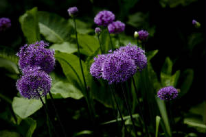 garden4.jpg
