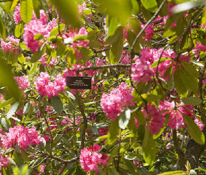 garden5.jpg