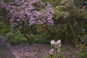 garden7.jpg